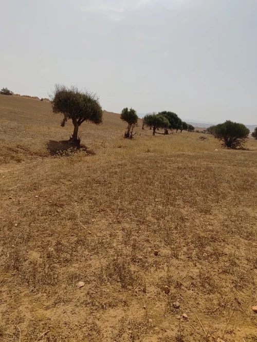 Vente Terrain Agricole Mascara Oggaz 4
