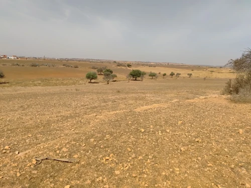 Vente Terrain Agricole Mascara Oggaz 5