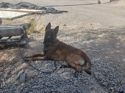 Malinois femelle 18 moi