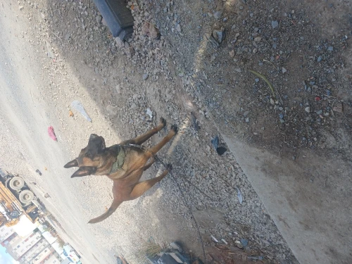 Malinois femelle 18 moi