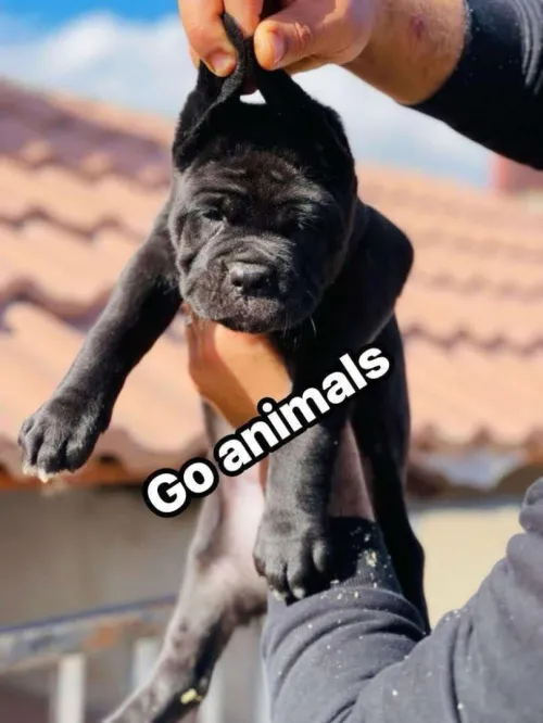 Cane corso