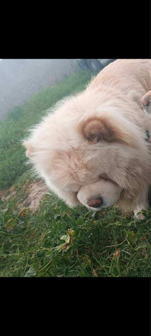 Chow chow