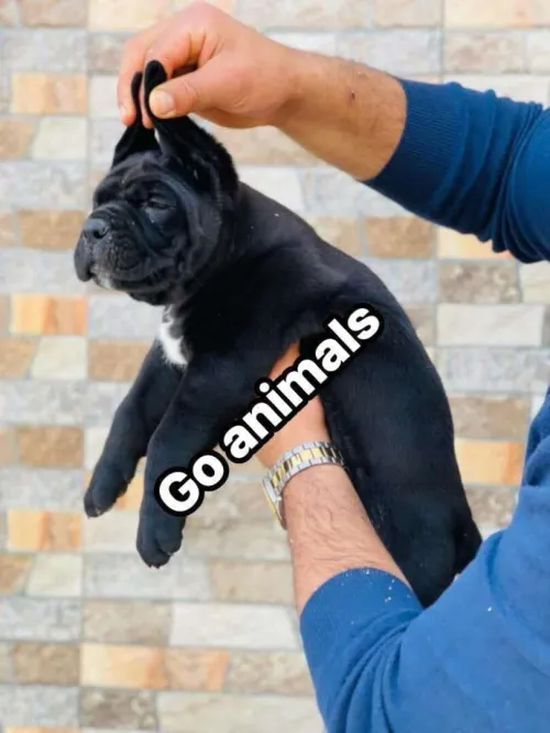 Cane corso