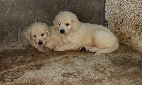 Golden retriever 