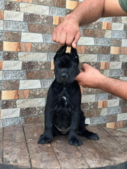 Cane corso