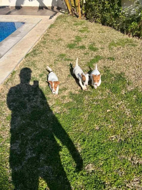 Jack Russell