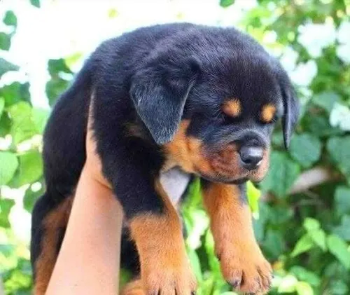 Rottweiler