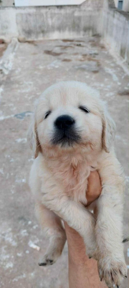 Golden retriever