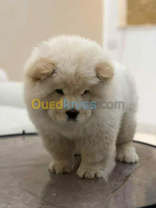Chow Chow 