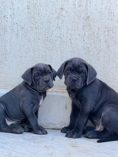 Cane corso