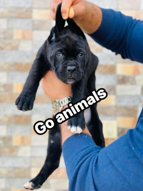 Cane corso