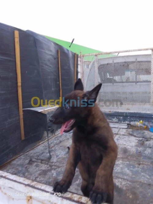 Malinois