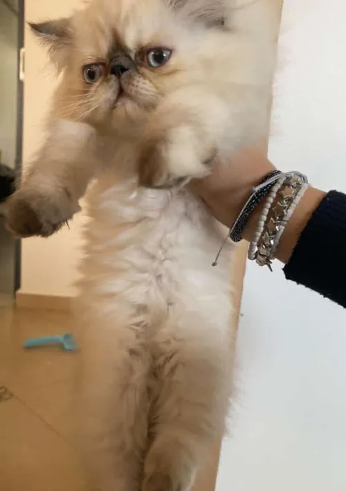 Chat persan 2 mois et demi