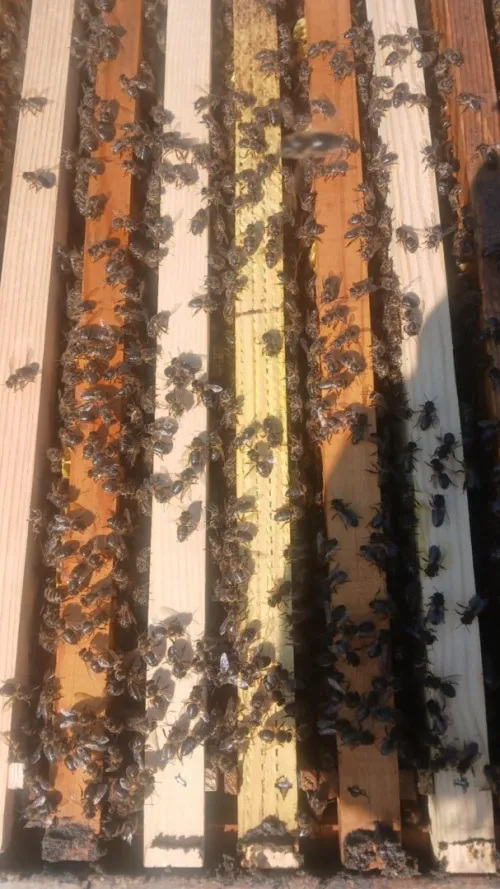 Ruch mère d'abeille à vendre