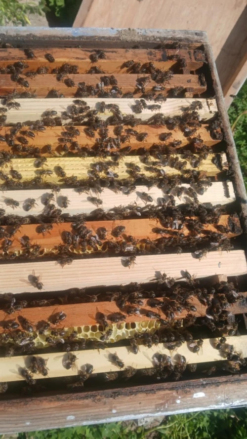 Ruch mère d'abeille à vendre
