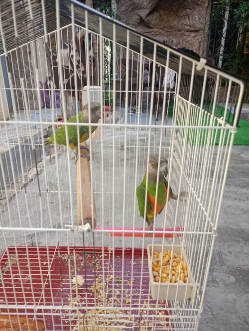 oiseau youyou