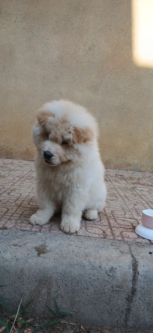 Chien chaw chaw