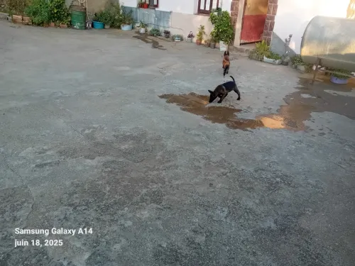 Chien