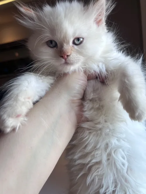 Chat persan à vendre