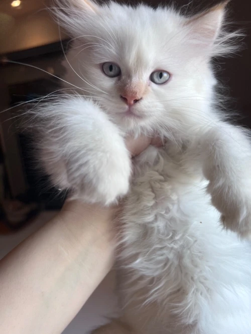 Chat persan à vendre