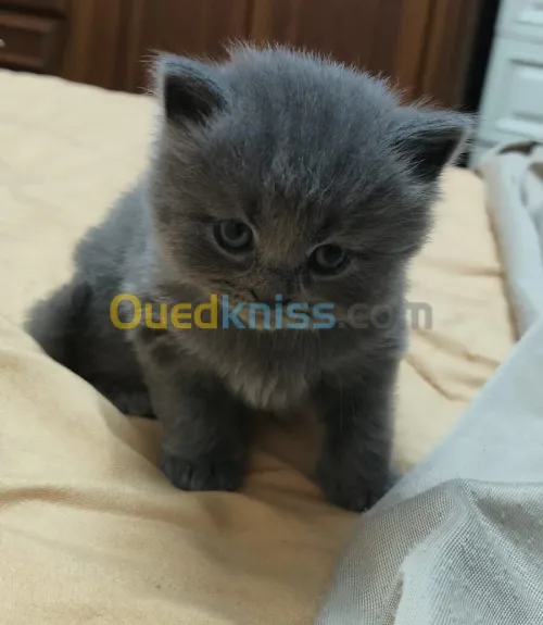 Chat British short hair 