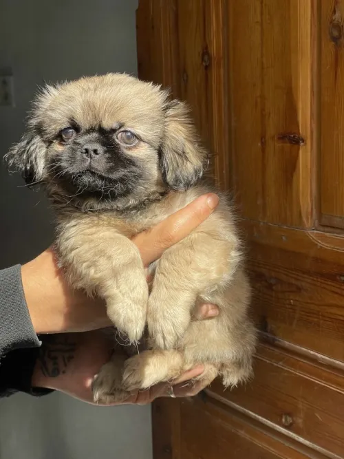 Pekinois malle lage 2mois avec carnet et vaccin 