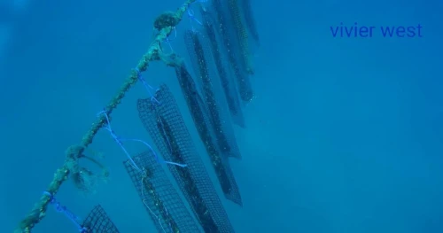 Aquaculture 