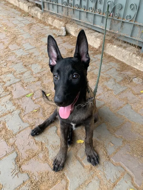 malinois 