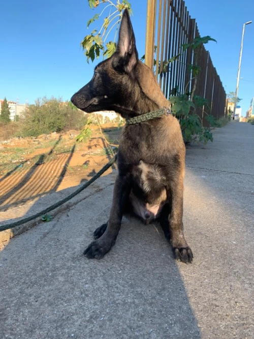 malinois 