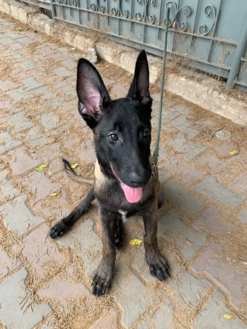 malinois 