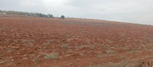 Vente Terrain Agricole Tipaza Meurad