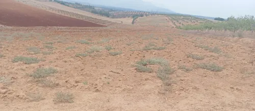 Vente Terrain Agricole Tipaza Meurad