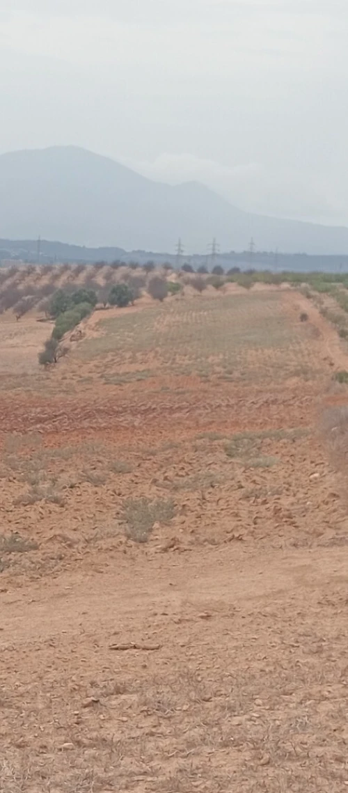 Vente Terrain Agricole Tipaza Meurad