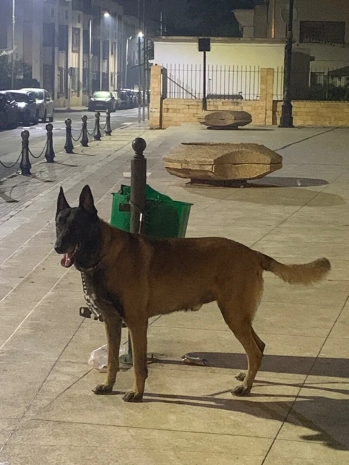 Male malinoi gabary 3 ans 