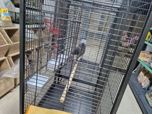 Cage pur perroquet géant
