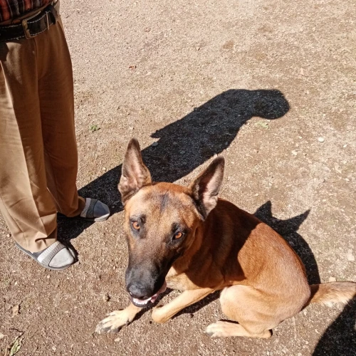 Malinois à échanger ou vente