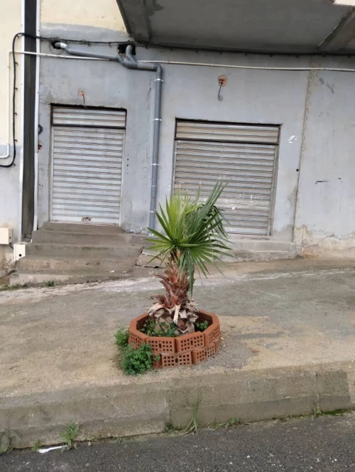 Location Local Alger Saoula