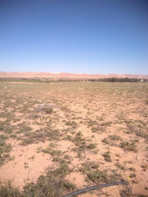 Vente Terrain Agricole Laghouat Laghouat