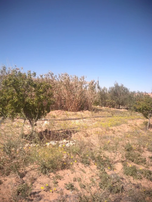 Vente Terrain Agricole Laghouat Laghouat