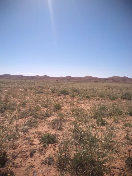 Vente Terrain Agricole Laghouat Laghouat