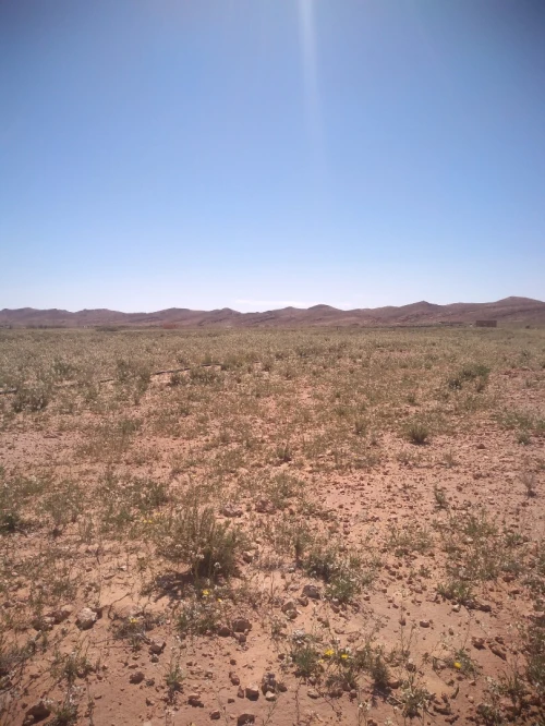 Vente Terrain Agricole Laghouat Laghouat