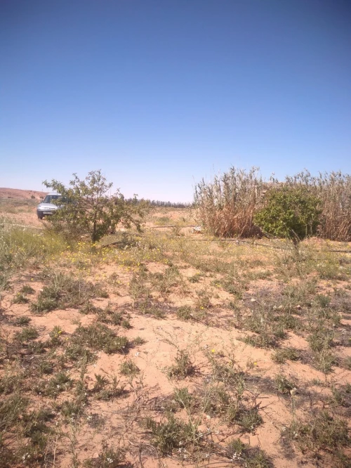 Vente Terrain Agricole Laghouat Laghouat