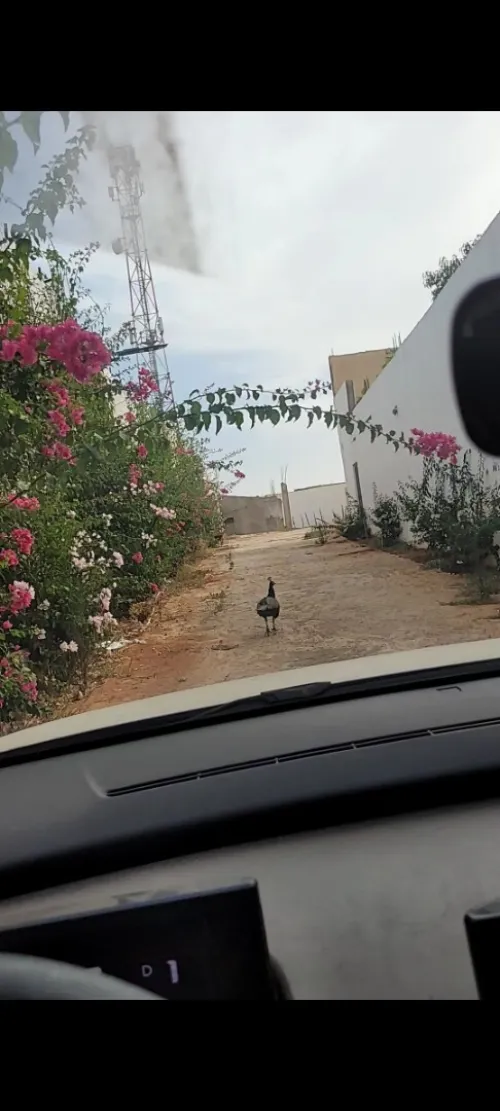 Vente Villa Oran El Kerma