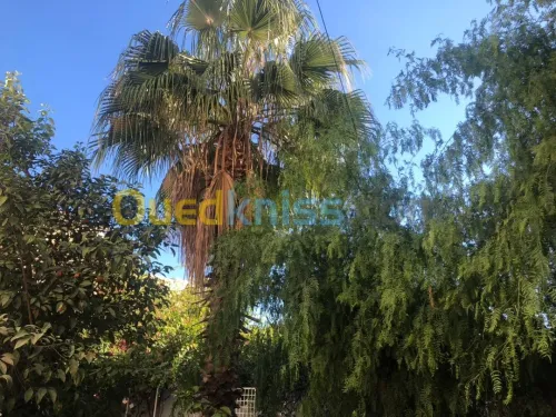 Vente Immeuble Alger Hydra