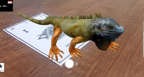 Carte animal 4D
