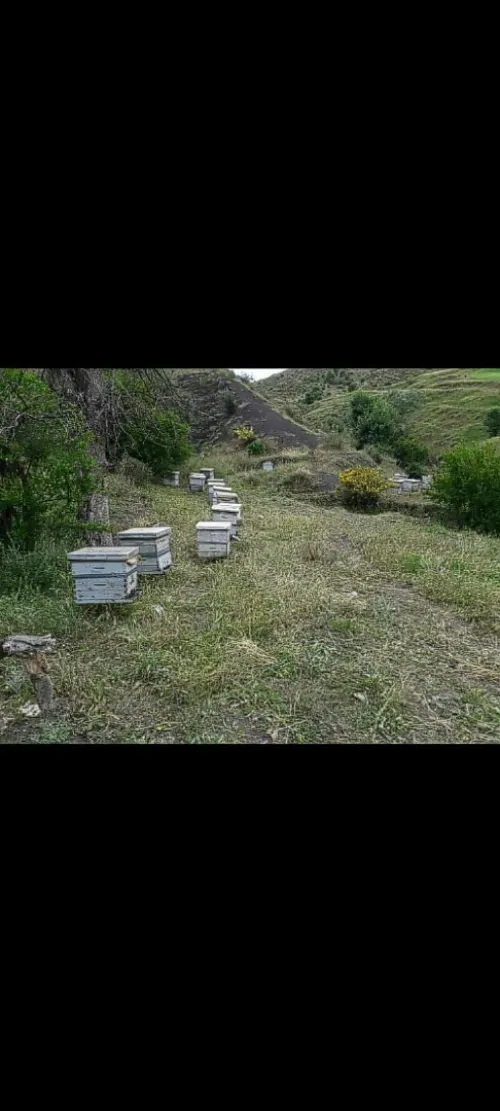 عكبر بروبوليس propolis