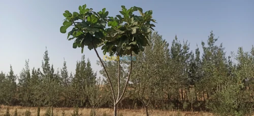 Vente Appartement Niveau de villa Tiaret Tiaret