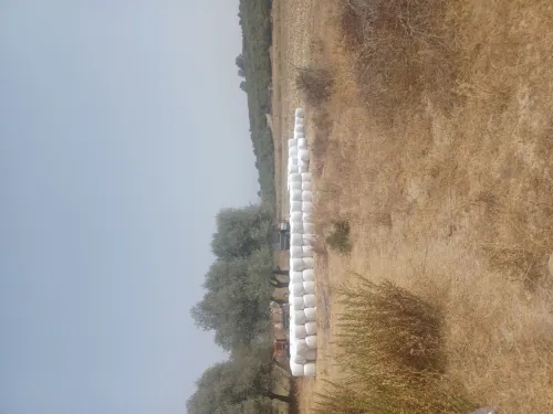 Ensilage mais