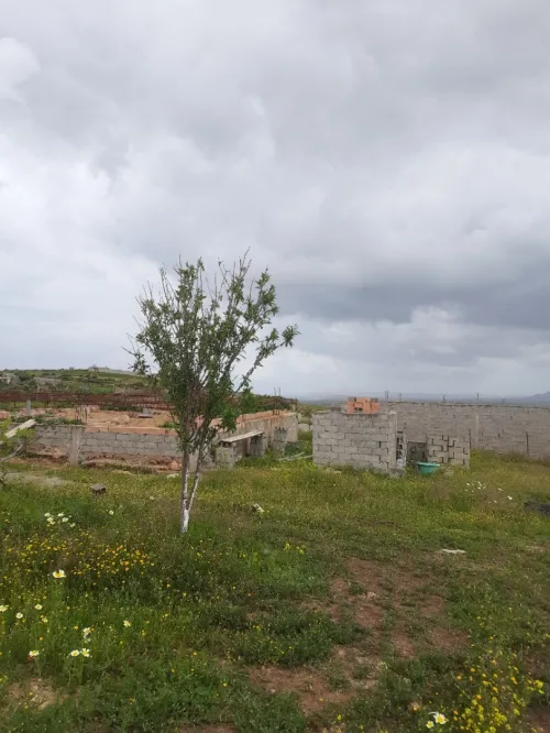 Vente Terrain Agricole Aïn Témouchent Sidi safi