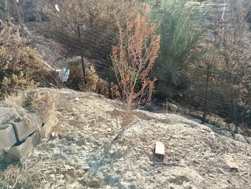 Vente Villa Tlemcen Ghazaouet